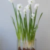Narcissus Tazetta 'Paperwhite' 1 Narcissus Tazetta 'Paperwhite' -UK Garden Plants Sales 2024 narcissus paperwhite 6