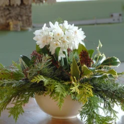 Narcissus Tazetta 'Paperwhite' -UK Garden Plants Sales 2024 narcissus paperwhite 7