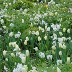 Narcissus Tazetta 'Paperwhite' -UK Garden Plants Sales 2024 narcissus paperwhite 8