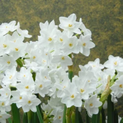 Narcissus Tazetta 'Inbal' 13 Narcissus Tazetta 'Inbal' -UK Garden Plants Sales 2024 narcissus paperwhite inbal 1 scaled