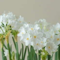 Narcissus Tazetta 'Inbal' 14 Narcissus Tazetta 'Inbal' -UK Garden Plants Sales 2024 narcissus paperwhite inbal 2 scaled