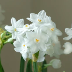 Narcissus Tazetta 'Inbal' 15 Narcissus Tazetta 'Inbal' -UK Garden Plants Sales 2024 narcissus paperwhite inbal 3 scaled