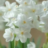 Narcissus Tazetta 'Inbal' -UK Garden Plants Sales 2024 narcissus paperwhite inbal 4 scaled