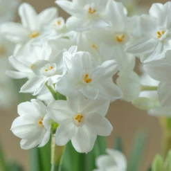 Narcissus Tazetta 'Inbal'