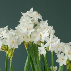Narcissus Tazetta 'Inbal' 16 Narcissus Tazetta 'Inbal' -UK Garden Plants Sales 2024 narcissus paperwhite inbal 5 scaled