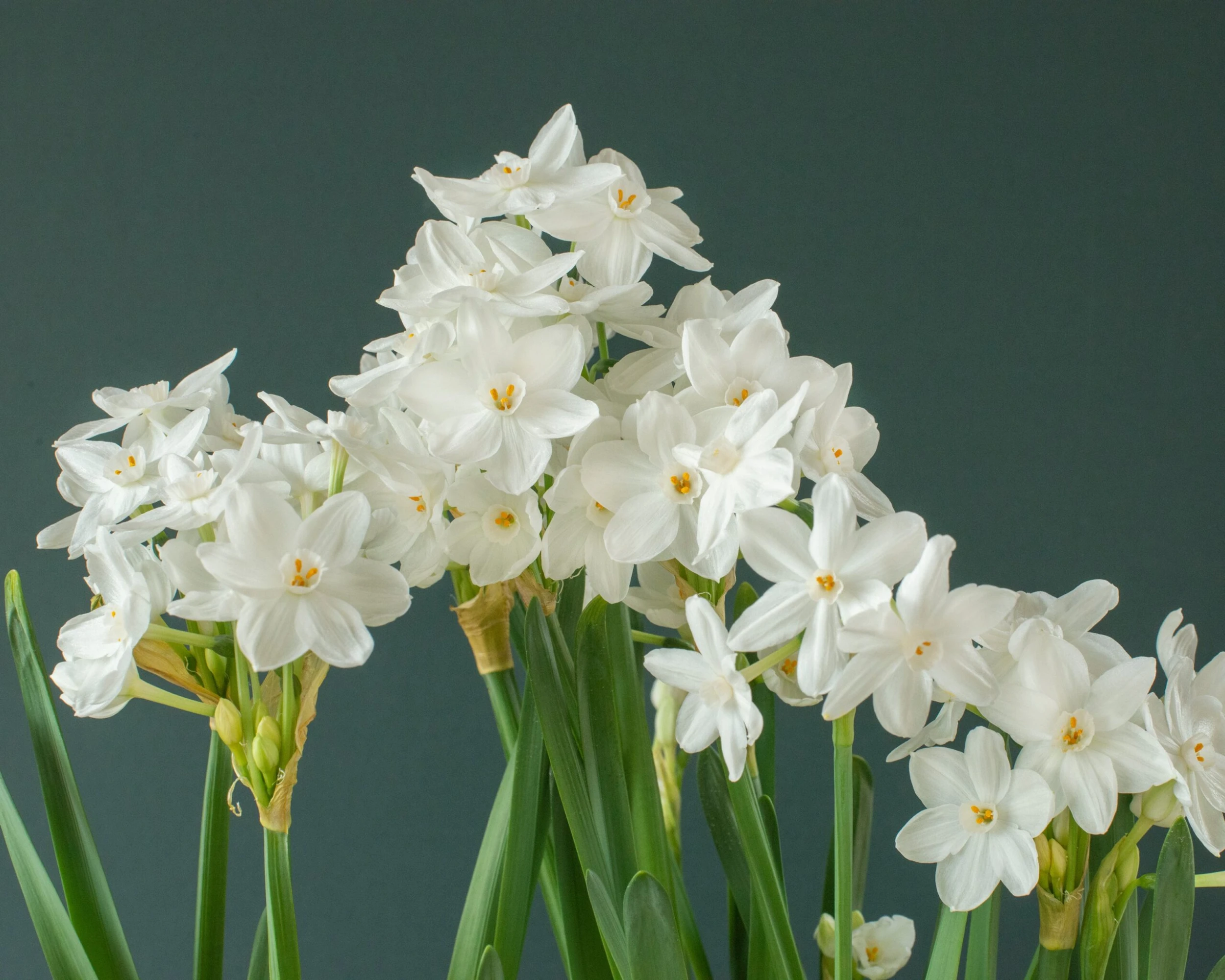 Narcissus Tazetta 'Inbal' 8 Narcissus Tazetta 'Inbal' - Image 6