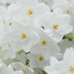 Narcissus Tazetta 'Inbal' 17 Narcissus Tazetta 'Inbal' -UK Garden Plants Sales 2024 narcissus paperwhite inbal 6