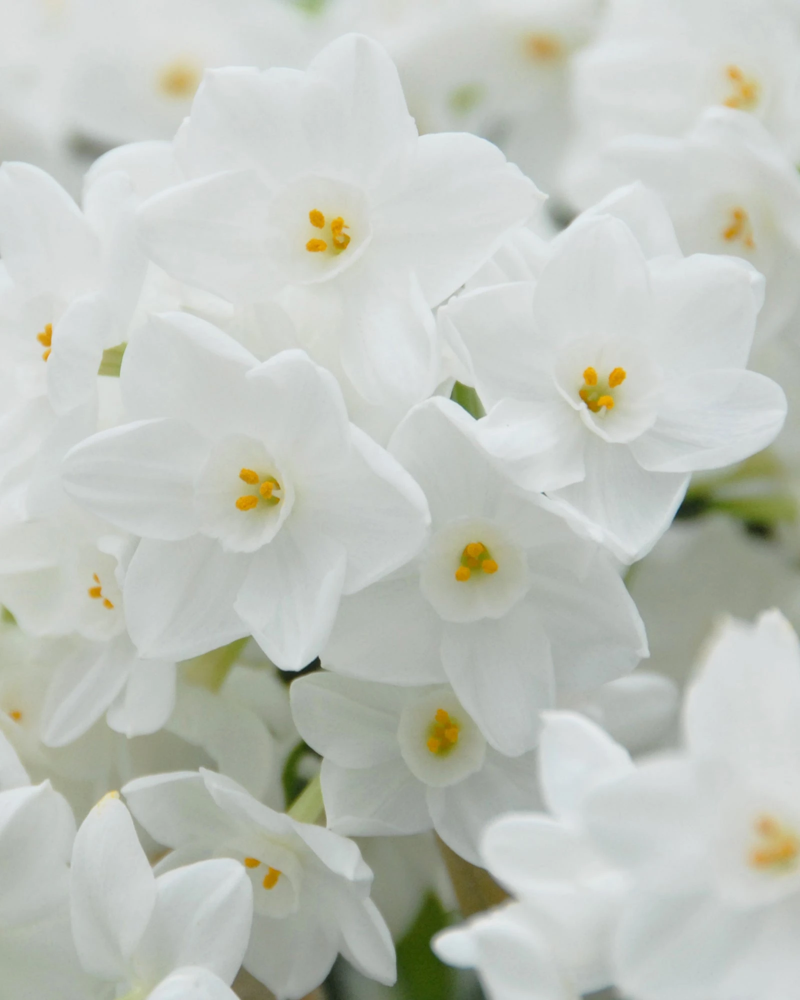 Narcissus Tazetta 'Inbal' 9 Narcissus Tazetta 'Inbal' - Image 7