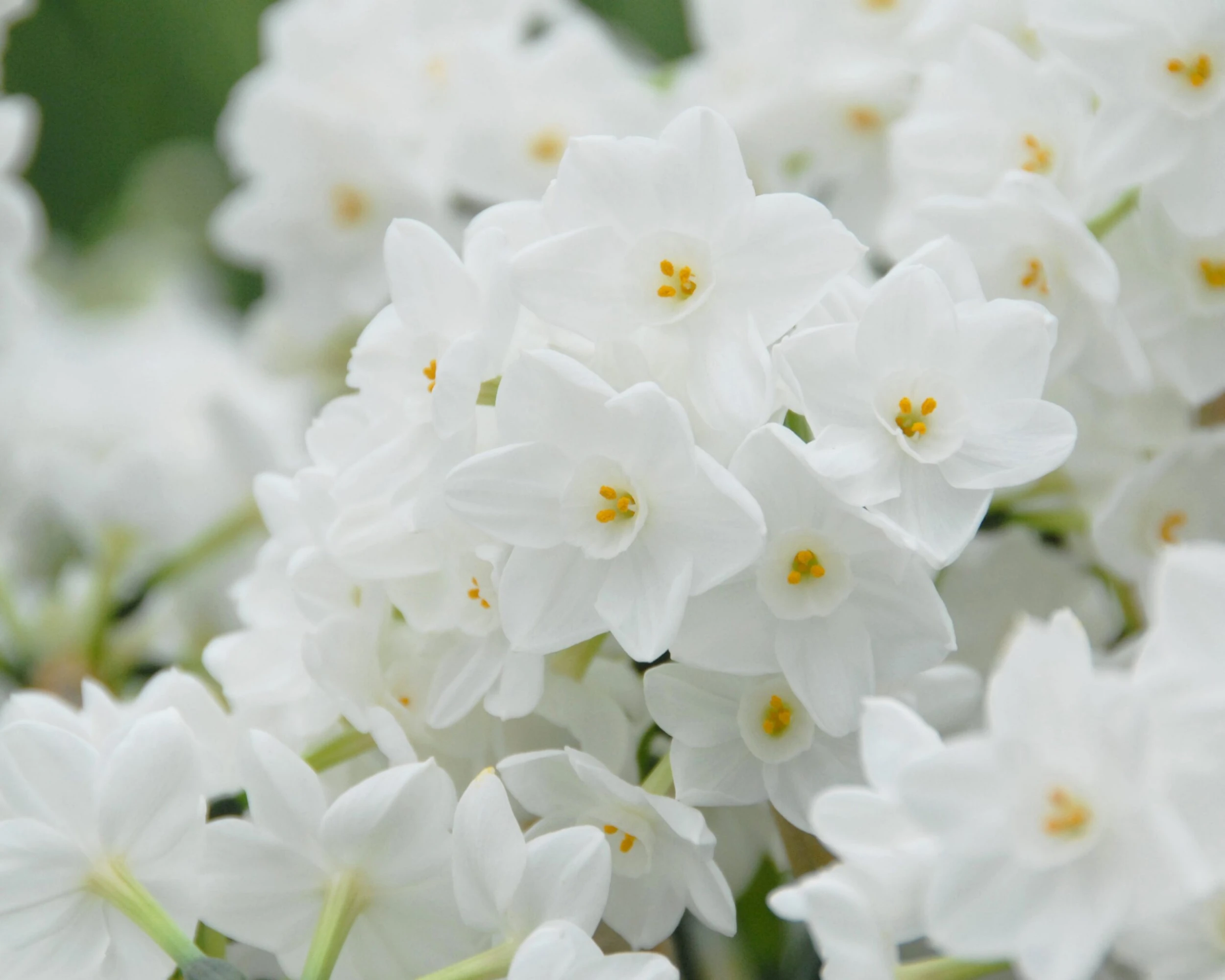 Narcissus Tazetta 'Inbal' 10 Narcissus Tazetta 'Inbal' - Image 8