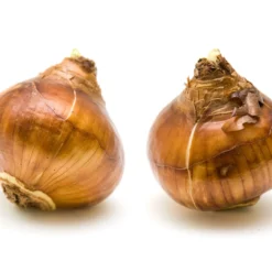 Narcissus Tazetta 'Inbal' 19 Narcissus Tazetta 'Inbal' -UK Garden Plants Sales 2024 narcissus paperwhite inbal 8