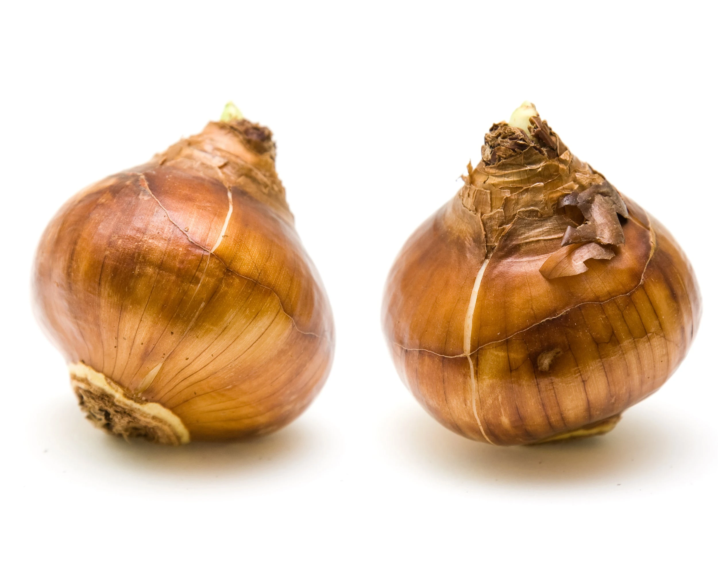 Narcissus Tazetta 'Inbal' 11 Narcissus Tazetta 'Inbal' - Image 9