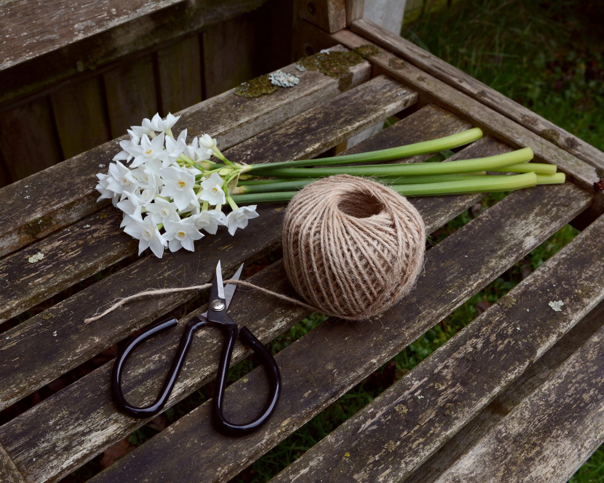 Narcissus Tazetta 'Inbal' 4 Narcissus Tazetta 'Inbal' - Image 2