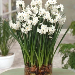 Narcissus Tazetta 'Paperwhite' -UK Garden Plants Sales 2024 narcissus paperwhite scaled