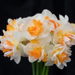 Narcissus 'Peach Prince' 16 Narcissus 'Peach Prince' -UK Garden Plants Sales 2024 narcissus peach prince 1 scaled