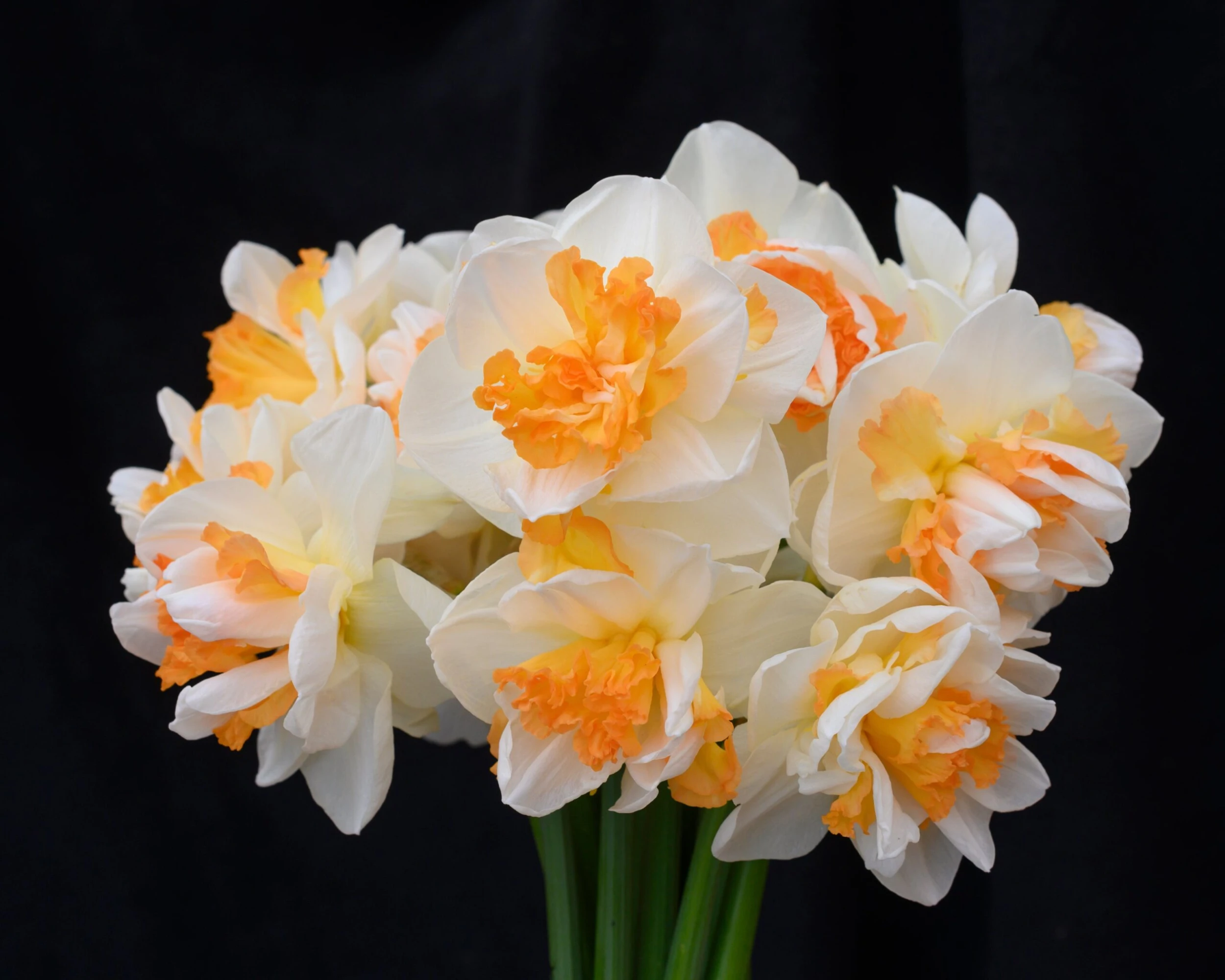 Narcissus 'Peach Prince' 7 Narcissus 'Peach Prince' - Image 5