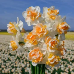Narcissus 'Peach Prince' 14 Narcissus 'Peach Prince' -UK Garden Plants Sales 2024 narcissus peach prince 2 scaled