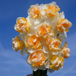 Narcissus 'Peach Prince' 17 Narcissus 'Peach Prince' -UK Garden Plants Sales 2024 narcissus peach prince 3 scaled