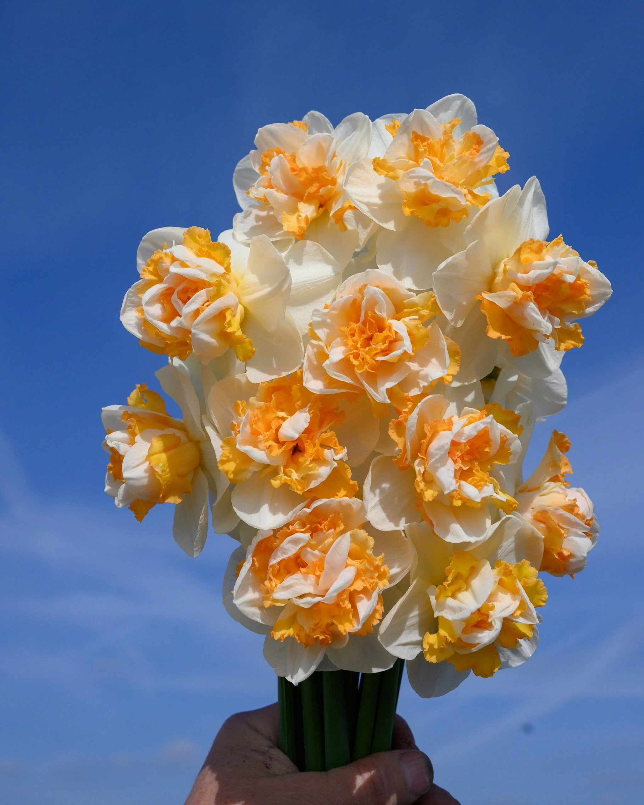 Narcissus 'Peach Prince' 8 Narcissus 'Peach Prince' - Image 6