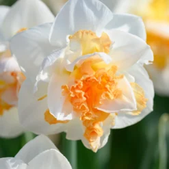 Narcissus 'Peach Prince' 15 Narcissus 'Peach Prince' -UK Garden Plants Sales 2024 narcissus peach prince 4 scaled