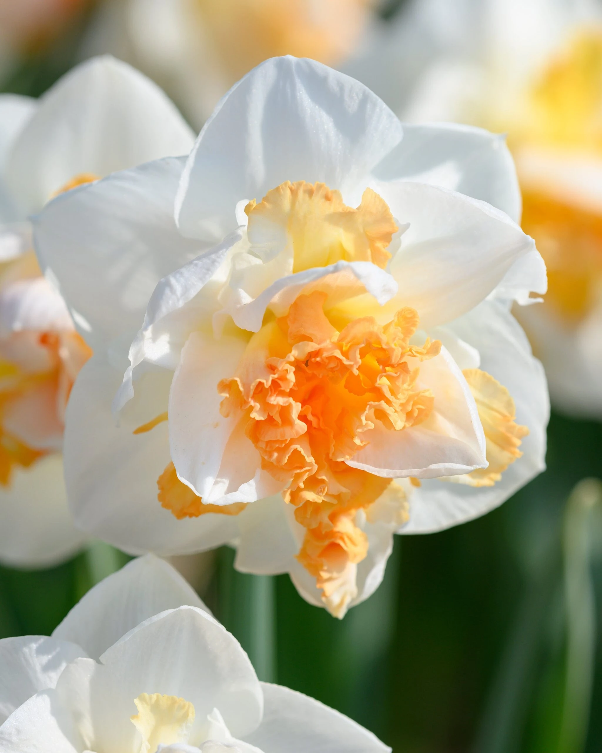 Narcissus 'Peach Prince' 6 Narcissus 'Peach Prince' - Image 4