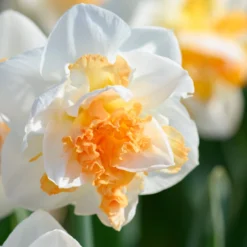 Narcissus 'Peach Prince' 20 Narcissus 'Peach Prince' -UK Garden Plants Sales 2024 narcissus peach prince 5 scaled