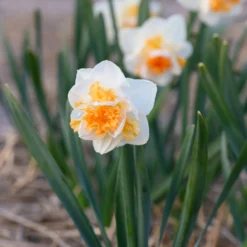 Narcissus 'Peach Prince' 18 Narcissus 'Peach Prince' -UK Garden Plants Sales 2024 narcissus peach prince 7 scaled