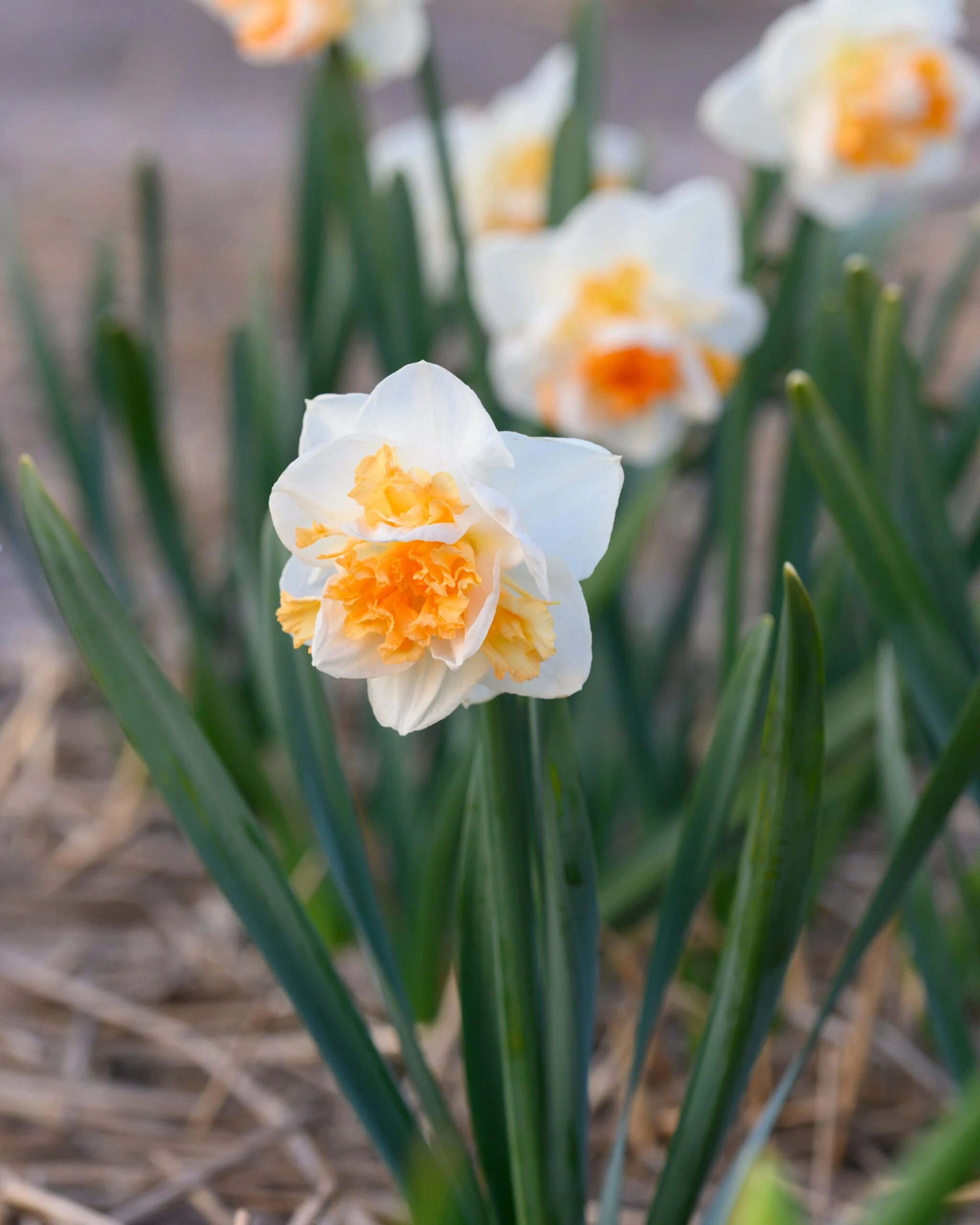 Narcissus 'Peach Prince' 9 Narcissus 'Peach Prince' - Image 7