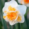 Narcissus 'Peach Prince' 2 Narcissus 'Peach Prince' -UK Garden Plants Sales 2024 narcissus peach prince 7 9d2f7e4b a523 4e34 8e2d 6e3ea4886a4e