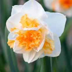 Narcissus 'Peach Prince'
