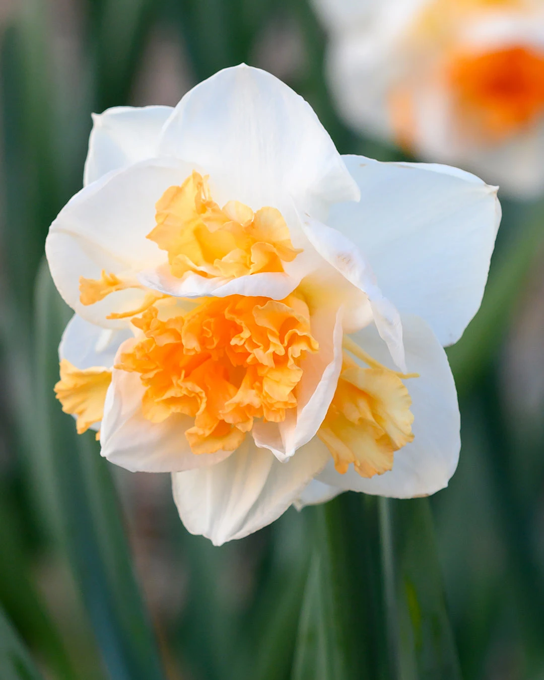 Narcissus 'Peach Prince' 3 Narcissus 'Peach Prince'