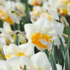 Narcissus 'Peach Prince' 19 Narcissus 'Peach Prince' -UK Garden Plants Sales 2024 narcissus peach prince 8 scaled