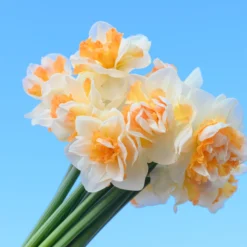 Narcissus 'Peach Prince' 21 Narcissus 'Peach Prince' -UK Garden Plants Sales 2024 narcissus peach prince 9 scaled