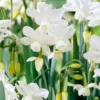 Narcissus 'Petrel' -UK Garden Plants Sales 2024 narcissus petrel 0