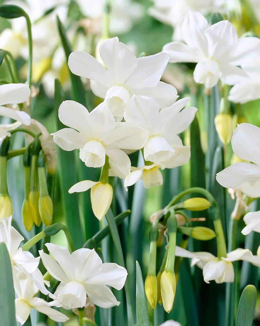 Narcissus 'Petrel' 3 Narcissus 'Petrel'