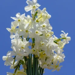 Narcissus 'Petrel' 20 Narcissus 'Petrel' -UK Garden Plants Sales 2024 narcissus petrel 1 scaled