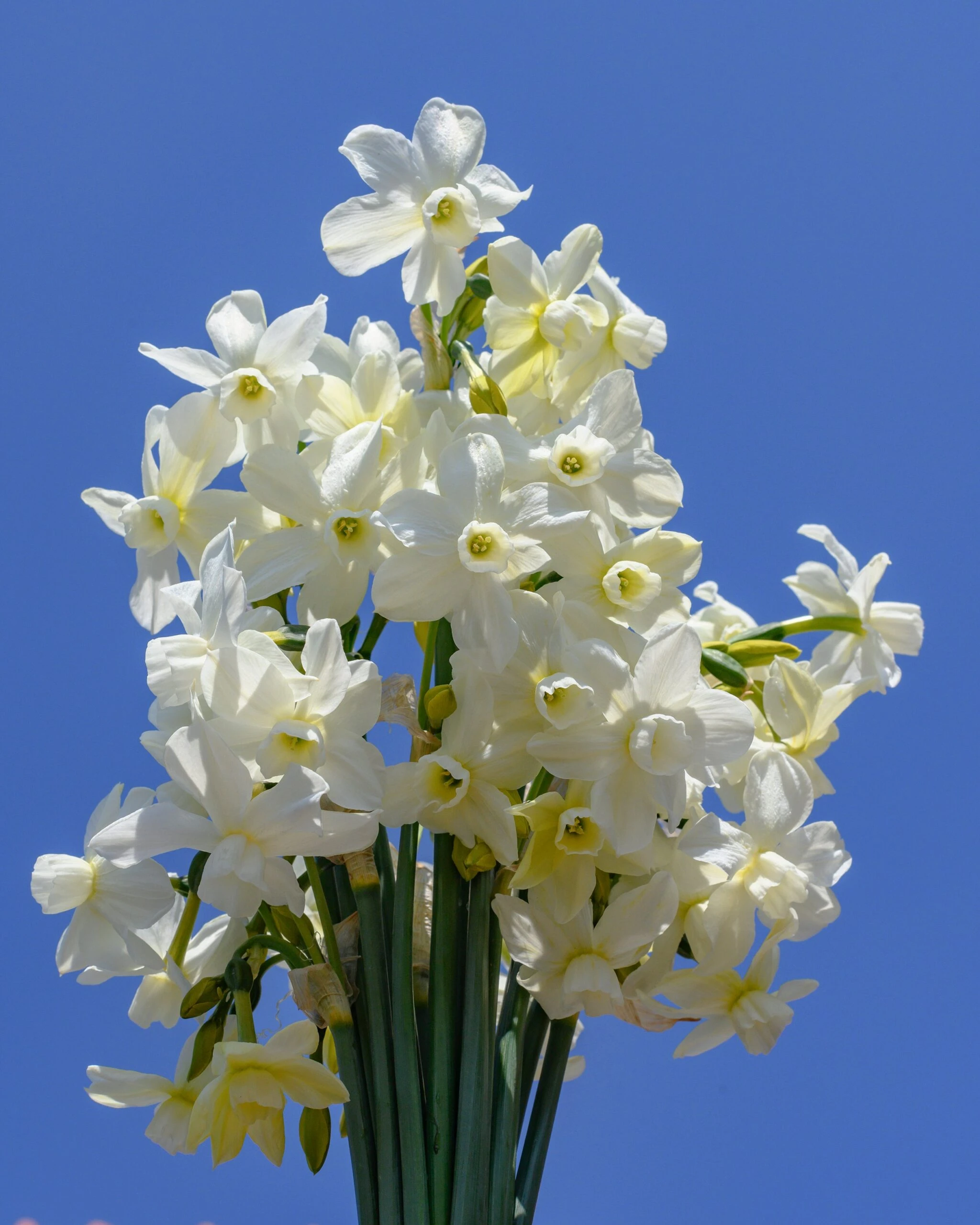 Narcissus 'Petrel' 10 Narcissus 'Petrel' - Image 8