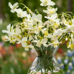 Narcissus 'Petrel' 17 Narcissus 'Petrel' -UK Garden Plants Sales 2024 narcissus petrel 10