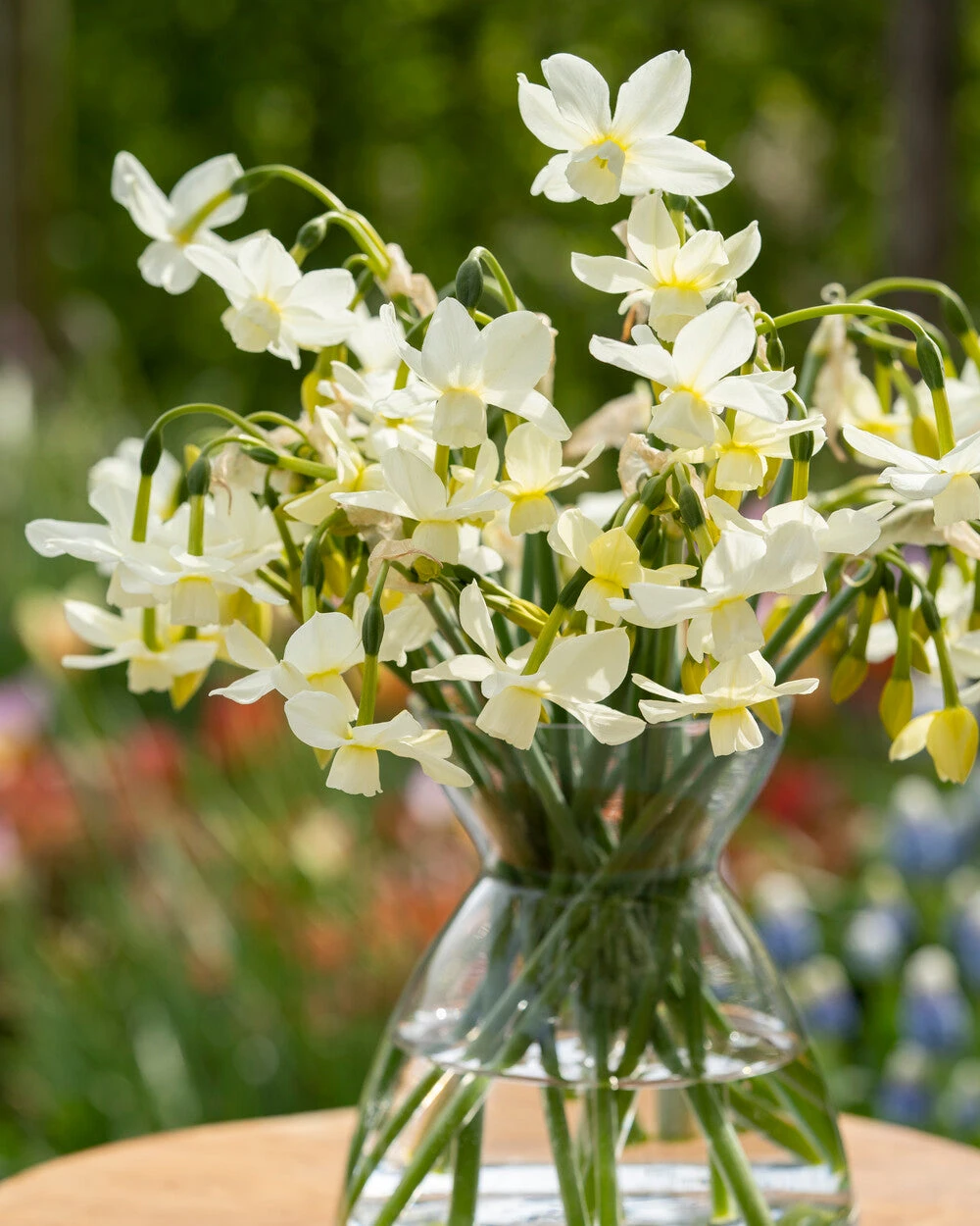 Narcissus 'Petrel' 7 Narcissus 'Petrel' - Image 5