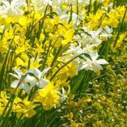 Narcissus 'Petrel' 18 Narcissus 'Petrel' -UK Garden Plants Sales 2024 narcissus petrel 11
