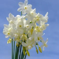 Narcissus 'Petrel' 15 Narcissus 'Petrel' -UK Garden Plants Sales 2024 narcissus petrel 2 scaled
