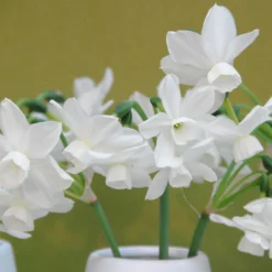 Narcissus 'Petrel' 16 Narcissus 'Petrel' -UK Garden Plants Sales 2024 narcissus petrel 3 scaled