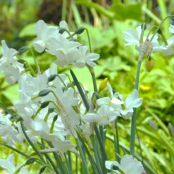 Narcissus 'Petrel' 21 Narcissus 'Petrel' -UK Garden Plants Sales 2024 narcissus petrel 5