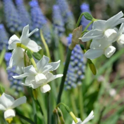 Narcissus 'Petrel' 22 Narcissus 'Petrel' -UK Garden Plants Sales 2024 narcissus petrel 6 scaled