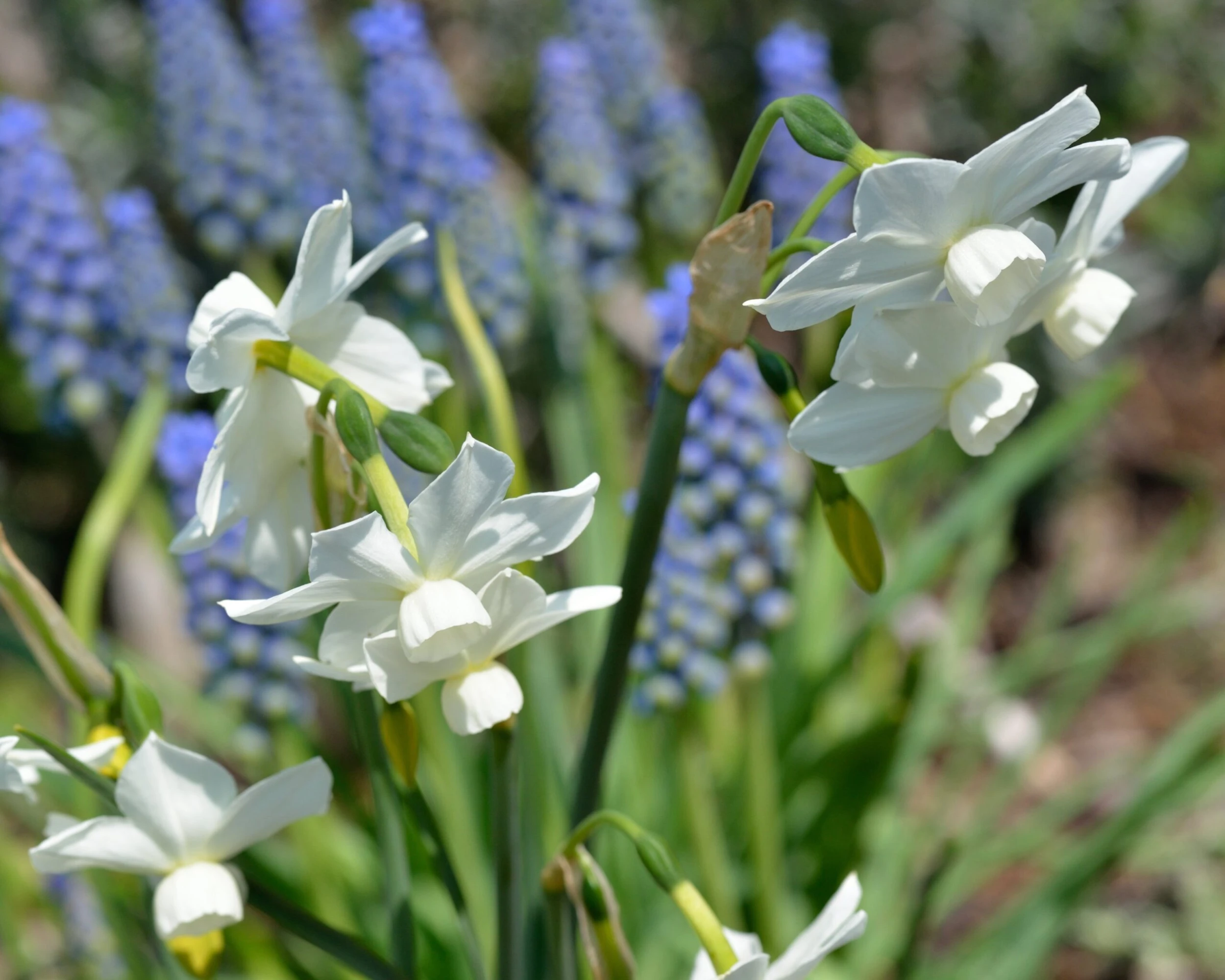 Narcissus 'Petrel' 12 Narcissus 'Petrel' - Image 10