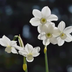 Narcissus 'Petrel' 19 Narcissus 'Petrel' -UK Garden Plants Sales 2024 narcissus petrel 7 scaled