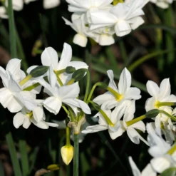 Narcissus 'Petrel' 23 Narcissus 'Petrel' -UK Garden Plants Sales 2024 narcissus petrel 8 scaled