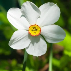 Narcissus 'Pheasant's Eye' -UK Garden Plants Sales 2024 narcissus phaesant s eye 1