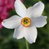 Narcissus 'Pheasant's Eye' -UK Garden Plants Sales 2024 narcissus phaesants eye 0