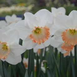 Narcissus 'Pink Charm' 14 Narcissus 'Pink Charm' -UK Garden Plants Sales 2024 narcissus pink charm 1