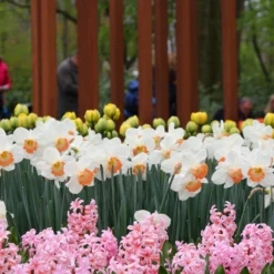 Narcissus 'Pink Charm' 13 Narcissus 'Pink Charm' -UK Garden Plants Sales 2024 narcissus pink charm 11